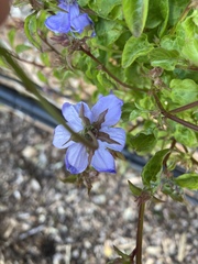 Campanula poscharskyana
