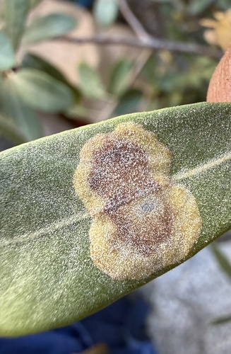 iNaturalist observation photo of Leaf Blotch Miner Moths