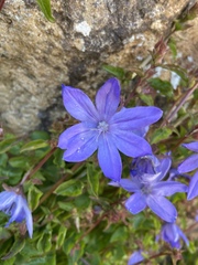 Campanula poscharskyana