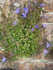Campanula poscharskyana