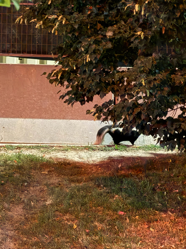 Striped Skunk