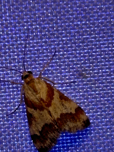 Rufous-banded Crambid Moth