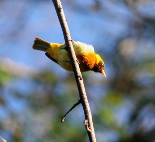 Guira Tanager