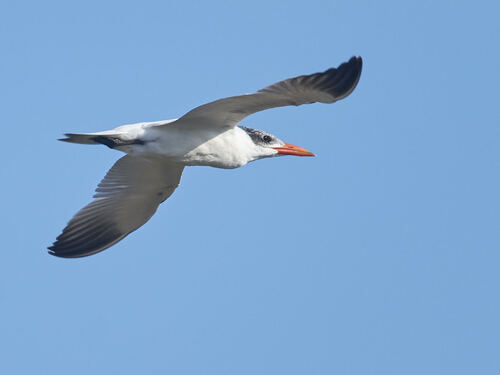 iNaturalist image