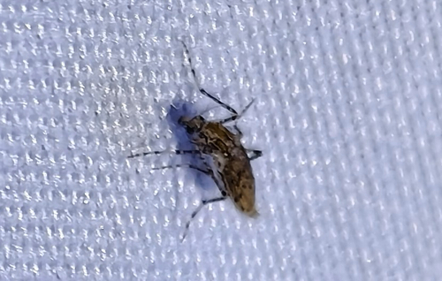 Chaoborus punctipennis