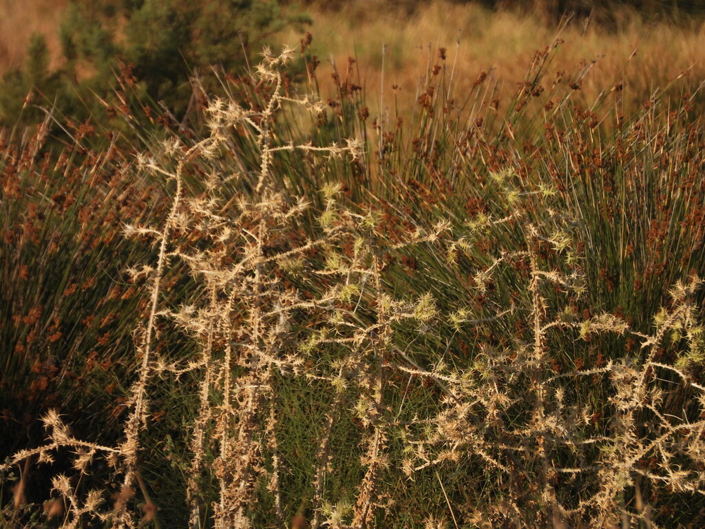 Scolymus maculatus; photograph (c) Duarte Frade, some rights reserved (CC BY)