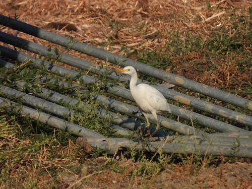 Western Cattle-Egret