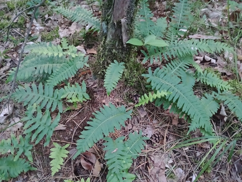 common polypody