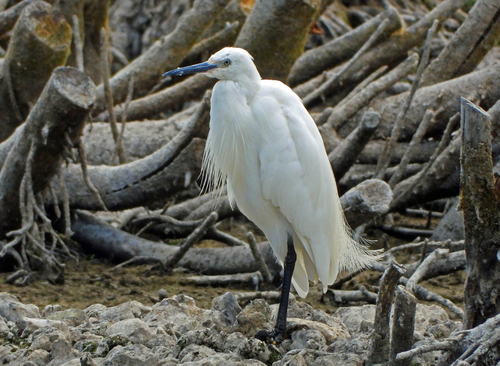 iNaturalist image
