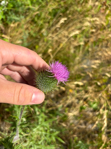 Bull Thistle