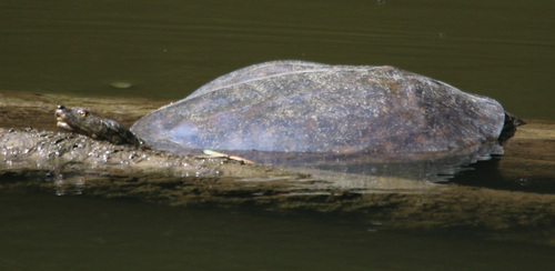 Spiny Softshell