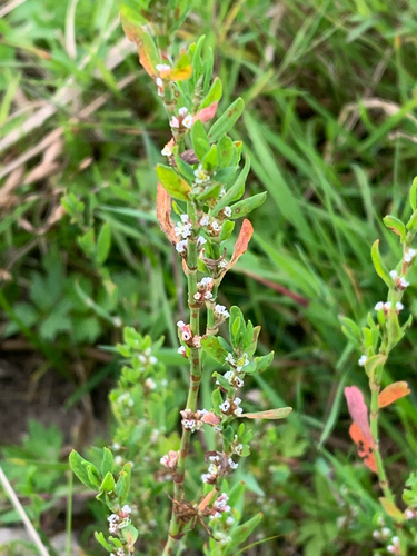 Prostrate Knotweed