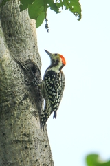 Leiopicus mahrattensis