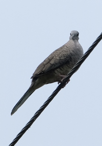 Inca Dove