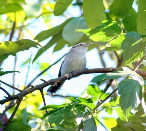 Black-capped Antwren