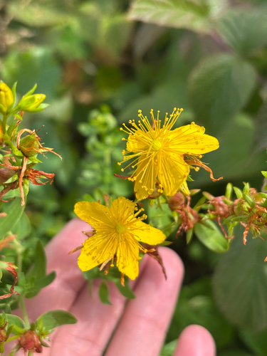 Common St. John's Wort
