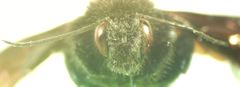 Bombus pullatus