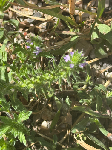 Bigbract Verbena