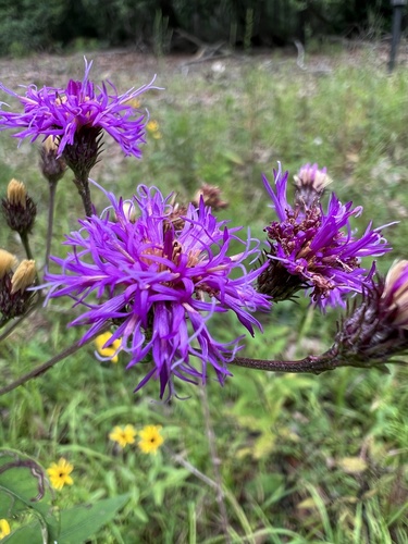 Vernonia glauca, photograph 2