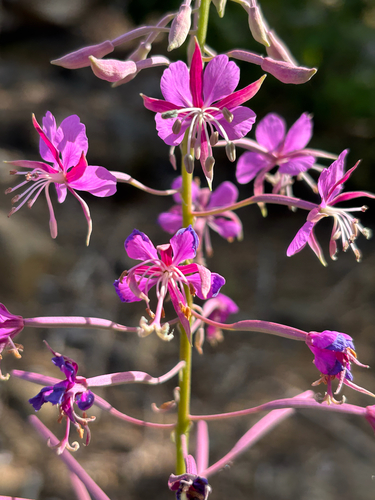 fireweed