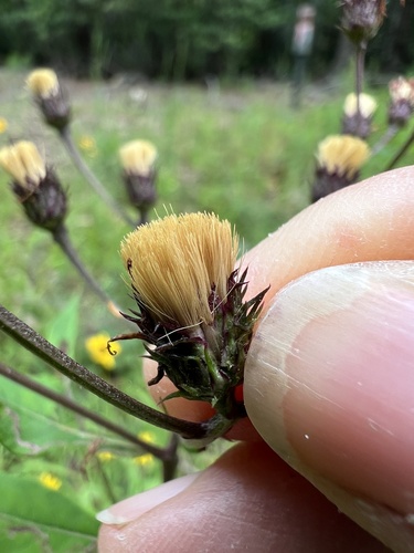 Vernonia glauca, photograph 3