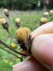 Vernonia glauca, photograph (c) Anne Parker, some rights reserved (CC BY)