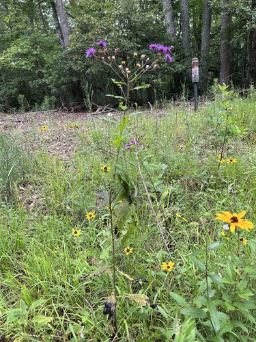 Vernonia glauca, photograph 4