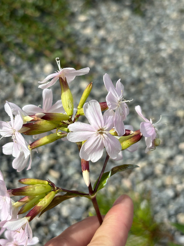 common soapwort