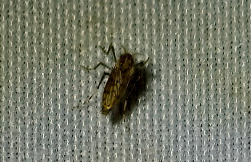Chaoborus punctipennis