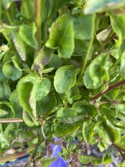 Campanula poscharskyana