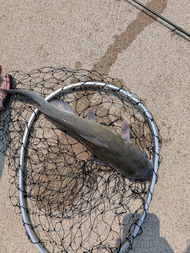 Channel Catfish