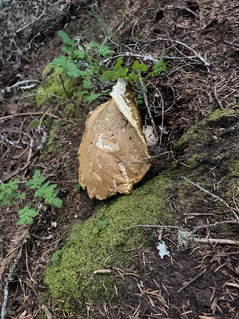 King Bolete · July 2026 · photo: Photo: (c) jjfeiler, some rights reserved (CC BY) · iNaturalist