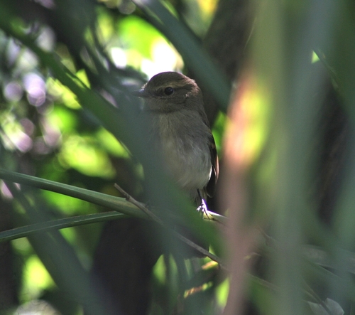 Fuscous Flycatcher