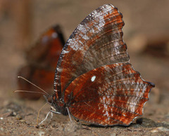 Elymnias pealii