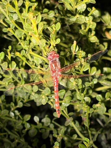 Variegated Meadowhawk