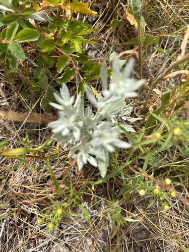 Silver Wormwood