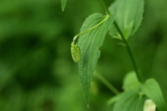 Viola elatior, photograph (c) Вячеслав Юсупов, some rights reserved (CC BY)