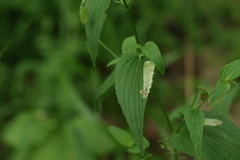 Viola elatior