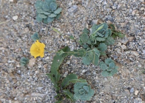 Glaucium fimbrilligerum (Glaucium fimbrilligerum)