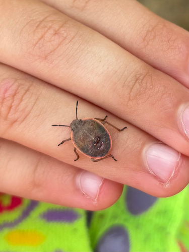 Conchuela Bug