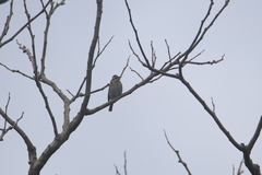 Emberiza chrysophrys