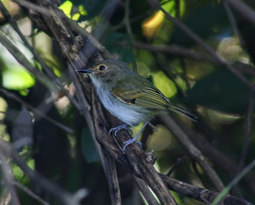 Rusty-fronted Tody-Flycatcher