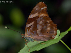 Herona marathus