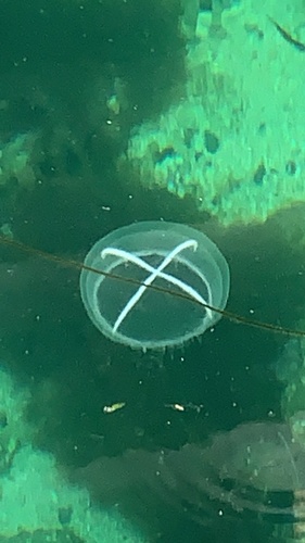 Whitecross Jelly