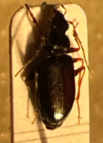 Bembidion monticola