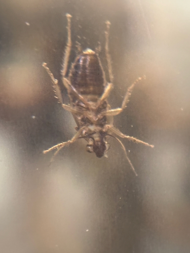 German Cockroach
