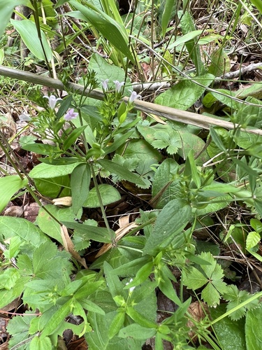 Houstonia purpurea, photograph 5