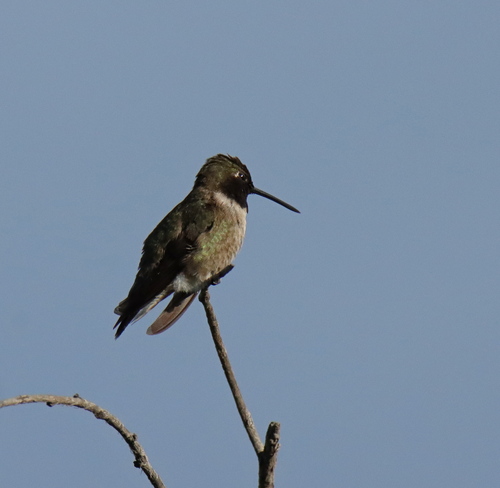 Black-chinned Hummingbird