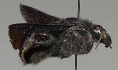 Bombus pullatus