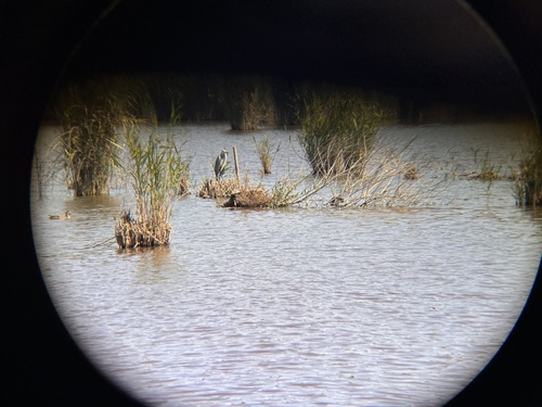 iNaturalist image